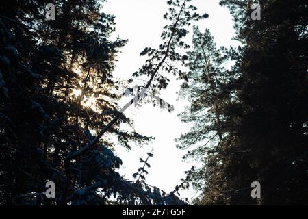 Hohe Kiefern gegen den Himmel, kopieren Raum Stockfoto