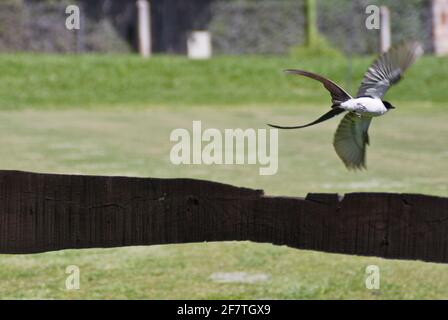 Gabelschwanz-Fliegenfänger (Tyrannus savana). Merlo, San Luis, Argentinien Stockfoto