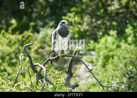 Schwarzkastanienbussardler (Geranoaetus melanoleucus). Merlo, San Luis, Argentinien Stockfoto