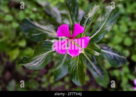 Madagaskar Periwinkle, Catharanthus roseus, allgemein bekannt als Bright Eyes, ist eine blühende Pflanze aus der Familie der Apocynaceae. Stockfoto