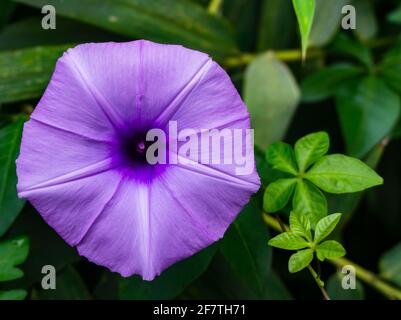 Ipomoea cairica ist eine ringende, krautige, mehrjährige Pflanze mit Palmatenblättern und großen, auffälligen weißen bis Lavendelblüten. Ich, eine Art von Morgenglanz Stockfoto