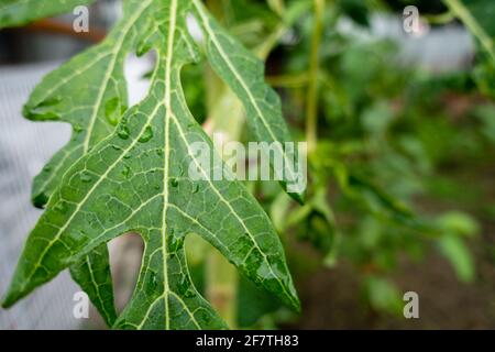 Eine Nahaufnahme der Blätter des Papaya-Baumes. Die Pflanze ist in der Regel unverzweigt und hat hohle Stängel und Blattstiele. Die Blätter sind palmately gelappt, spiralförmig angeordnet Stockfoto