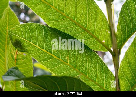 Eine Nahaufnahme von Guava-Baumblättern. Bio-Guava-Pflanzen. Stockfoto