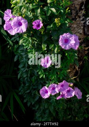 Ipomoea cairica ist eine ringende, krautige, mehrjährige Pflanze mit Palmatenblättern und großen, auffälligen weißen bis Lavendelblüten. Ich, eine Art von Morgenglanz Stockfoto