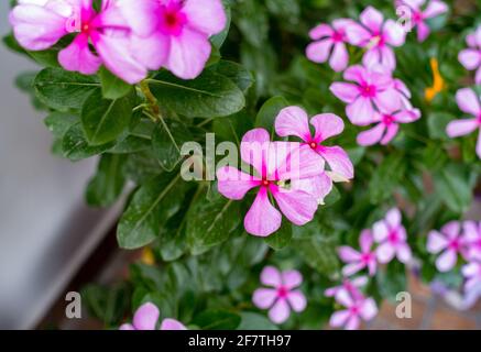 Madagaskar Periwinkle, Catharanthus roseus, allgemein bekannt als Bright Eyes, ist eine blühende Pflanze aus der Familie der Apocynaceae. Stockfoto