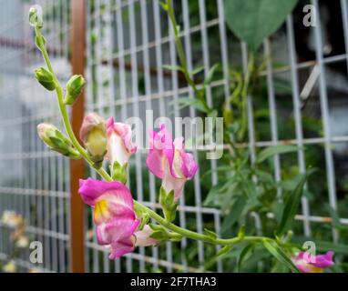 Antirrhinum ist eine Pflanzengattung, die allgemein als Drache bekannt ist Blumen oder Drachen wegen der ausgeflten Ähnlichkeit der Blumen mit Das Gesicht eines Drachen Stockfoto