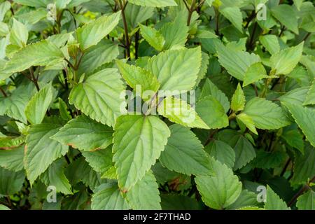 Der mexikanische Teufel, Ageratina adenophora, allgemein bekannt als Crofton-Unkraut, ist eine blühende Pflanze aus der Familie der Gänseblümchen, die in Mexiko und Zentral beheimatet ist Stockfoto