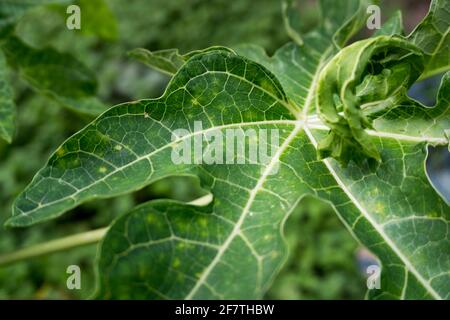 Eine Nahaufnahme der Blätter des Papaya-Baumes. Die Pflanze ist in der Regel unverzweigt und hat hohle Stängel und Blattstiele. Die Blätter sind palmately gelappt, spiralförmig angeordnet Stockfoto