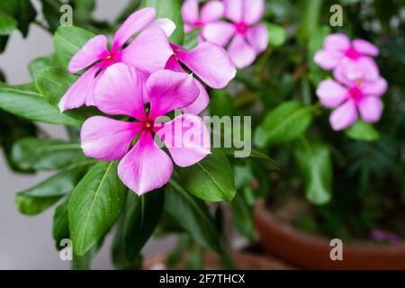 Madagaskar Periwinkle, Catharanthus roseus, allgemein bekannt als Bright Eyes, ist eine blühende Pflanze aus der Familie der Apocynaceae. Stockfoto