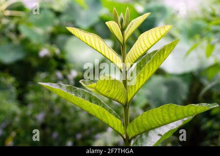 Eine Nahaufnahme von Guava-Baumblättern. Bio-Guava-Pflanzen. Stockfoto