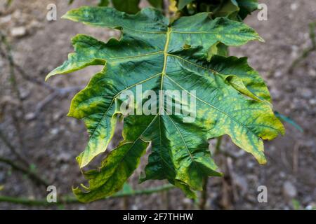 Eine Nahaufnahme der Blätter des Papaya-Baumes. Die Pflanze ist in der Regel unverzweigt und hat hohle Stängel und Blattstiele. Die Blätter sind palmately gelappt, spiralförmig angeordnet Stockfoto