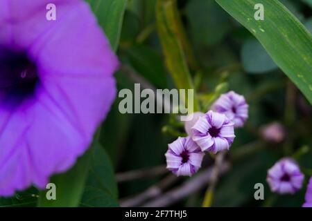 Ipomoea cairica ist eine ringende, krautige, mehrjährige Pflanze mit Palmatenblättern und großen, auffälligen weißen bis Lavendelblüten. Ich, eine Art von Morgenglanz Stockfoto