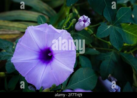 Ipomoea cairica ist eine ringende, krautige, mehrjährige Pflanze mit Palmatenblättern und großen, auffälligen weißen bis Lavendelblüten. Ich, eine Art von Morgenglanz Stockfoto