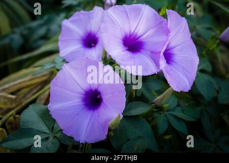 Ipomoea cairica ist eine ringende, krautige, mehrjährige Pflanze mit Palmatenblättern und großen, auffälligen weißen bis Lavendelblüten. Ich, eine Art von Morgenglanz Stockfoto