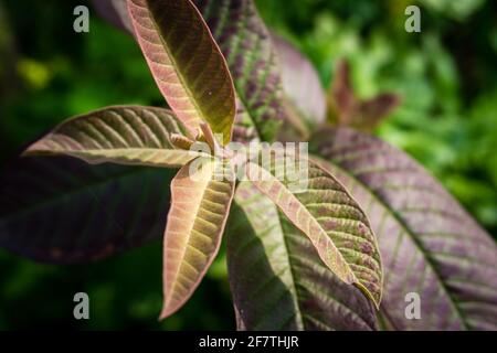 Eine Nahaufnahme von Guava-Baumblättern. Bio-Guava-Pflanzen. Stockfoto