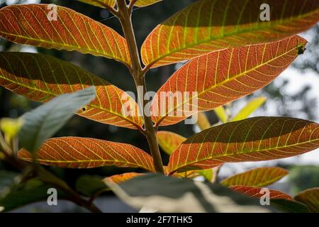 Eine Nahaufnahme von Guava-Baumblättern. Bio-Guava-Pflanzen. Stockfoto