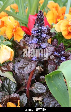 Ajuga reptans ‘Atropurpurea’ dunkelvioletter Knäuel – dunkelviolette Blütenkrüle und tiefviolette Blätter, April, England, Großbritannien Stockfoto