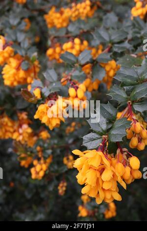 Berberis darwinii ‘Nana’ Darwins Berberitze – Trauben von kleinen glockenförmigen Orangenblüten und Zistillen, April, England, Großbritannien Stockfoto