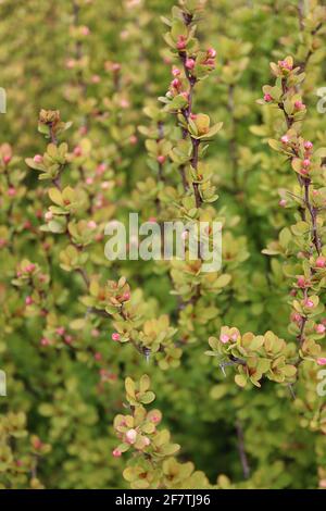 Berberis thunbergii ‘Maria’ Japanische Berberbeere Maria – kleine eiige, rot umrandete Blätter an aufrechten Stielen, April, England, Großbritannien Stockfoto