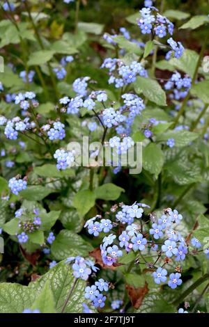 Brunnera macrophylla ‘Jack Frost’ Great Forget-Me-Not Jack Frost – Sprays aus leuchtend blauen Blüten und herzförmigen Blättern aus grünem Gold, April, England, Großbritannien Stockfoto