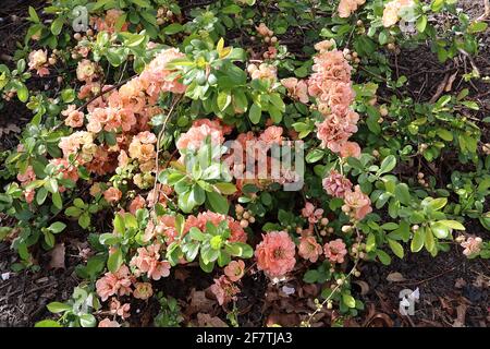 Chaenomeles speciosa ‘Double Take Peach’ Japanische blühende Quitte Double Take Peach – Double Peach Apricot Flowers, April, England, UK Stockfoto