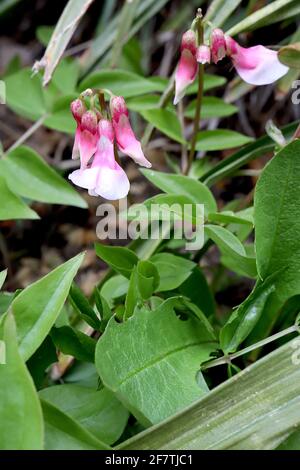 Lathyrus vernus ‘Alboroseus’ Frühlingserde Alboroseus – rosa und weiße erbsenartige Blüten, April, England, Großbritannien Stockfoto