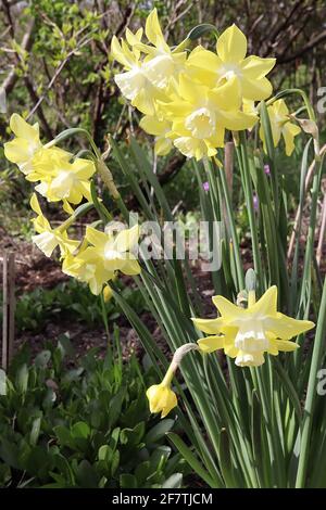 Narcissus / Daffodil ‘Pipit’ Division 7 jonquilla Daffodils vertauschen zweifarbige Blüten, gelbe Blütenblätter und weiße Trompete, April, England, Großbritannien Stockfoto