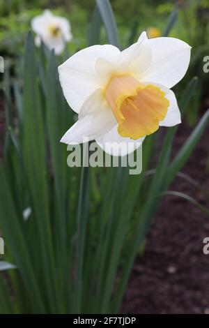 Narcissus / Daffodil ‘Salome’ Division 2 großschalige Daffodils, weiße Blütenblätter, hellrosa, dann gelbe Trompete, gelb umrandete Trompete, April, England, Stockfoto