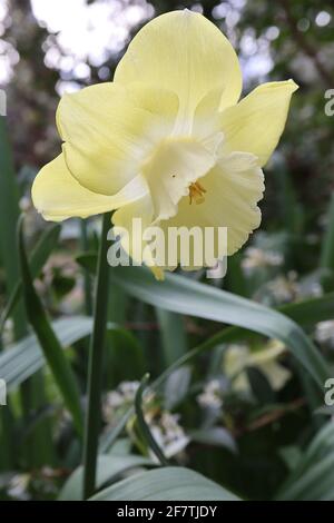 Narcissus / Daffodil ‘Pipit’ Division 7 jonquilla Daffodils vertauschen zweifarbige Blüten, gelbe Blütenblätter und weiße Trompete, April, England, Großbritannien Stockfoto