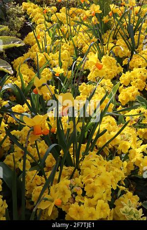 Narcissus / Daffodil ‘Jetfire’ / Daffodil Jetfire Division 6 Cyclamineus Daffodils Miniatur-gelbe Narzissen mit orangefarbenen Trompeten, April, England, Stockfoto