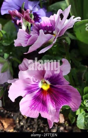 Viola x wittrockiana ‘Pink Shades’ Large Pansy Pink Shades – große rosa Stiefmütterchen mit violett-violettem Block und dunklen Adern, April, England, Großbritannien Stockfoto