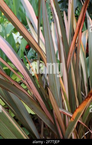 Phormium ‘Maori Queen’ / ‘Rainbow Queen’ Flachslilie Maori Queen – aufrechte, olivgrüne und gelbe Blätter mit feinen roten Rändern, April, England, Großbritannien Stockfoto