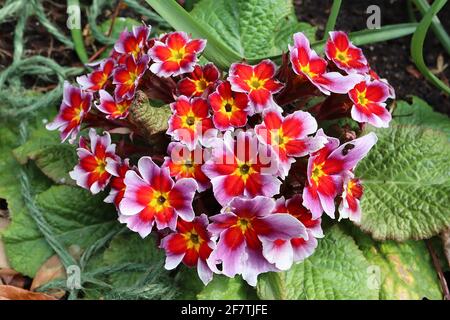 Primula acaulis ‘Antique Silver Shadow’ weiße Primel mit roten und violetten Halos, April, England, UK Stockfoto