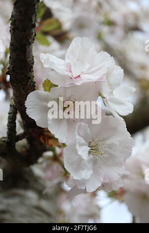 Prunus ‘Tai-Haku’ Tai-Haku Kirschblüte – doppelte weiße Blüten und bronzegrüne Blätter, April, England, Großbritannien Stockfoto