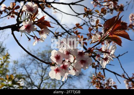 Prunus cerasifera Pissardii Nigra purpurne Kirschpflaume – kleine schalenförmige rosa Blüten mit vielen Staubblättern, roten Stielen, braunen Blättern, März, Großbritannien Stockfoto