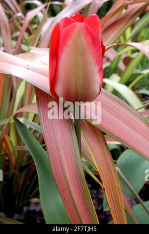 Tulipa ‘Mayflower’ Single Late 5 Mayflower Tulpe - Buffblumen, breite rote Ränder, blassgrüne Flamme, April, England, VEREINIGTES KÖNIGREICH Stockfoto