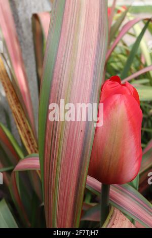 Tulipa ‘Mayflower’ Single Late 5 Mayflower Tulpe - Buffblumen, breite rote Ränder, blassgrüne Flamme, April, England, VEREINIGTES KÖNIGREICH Stockfoto