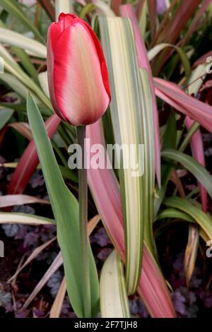 Tulipa ‘Mayflower’ Single Late 5 Mayflower Tulpe - Buffblumen, breite rote Ränder, blassgrüne Flamme, April, England, VEREINIGTES KÖNIGREICH Stockfoto