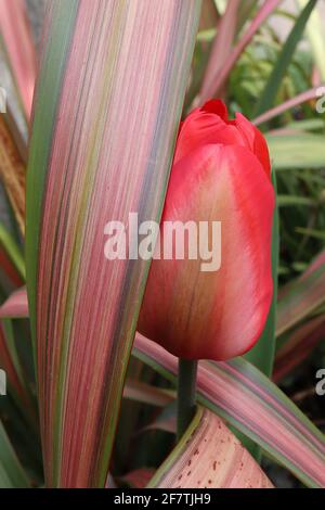 Tulipa ‘Mayflower’ Single Late 5 Mayflower Tulpe - Buffblumen, breite rote Ränder, blassgrüne Flamme, April, England, VEREINIGTES KÖNIGREICH Stockfoto