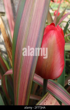 Tulipa ‘Mayflower’ Single Late 5 Mayflower Tulpe - Buffblumen, breite rote Ränder, blassgrüne Flamme, April, England, VEREINIGTES KÖNIGREICH Stockfoto