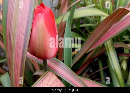 Tulipa ‘Mayflower’ Single Late 5 Mayflower Tulpe - Buffblumen, breite rote Ränder, blassgrüne Flamme, April, England, VEREINIGTES KÖNIGREICH Stockfoto