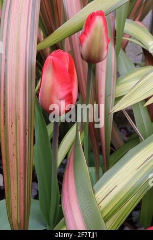 Tulipa ‘Mayflower’ Single Late 5 Mayflower Tulpe - Buffblumen, breite rote Ränder, blassgrüne Flamme, April, England, VEREINIGTES KÖNIGREICH Stockfoto