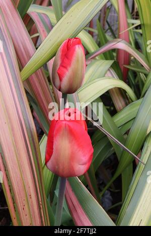 Tulipa ‘Mayflower’ Single Late 5 Mayflower Tulpe - Buffblumen, breite rote Ränder, blassgrüne Flamme, April, England, VEREINIGTES KÖNIGREICH Stockfoto