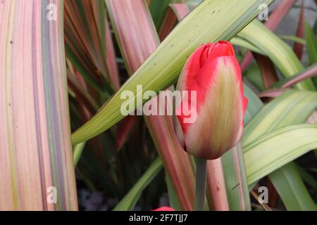 Tulipa ‘Mayflower’ Single Late 5 Mayflower Tulpe - Buffblumen, breite rote Ränder, blassgrüne Flamme, April, England, VEREINIGTES KÖNIGREICH Stockfoto