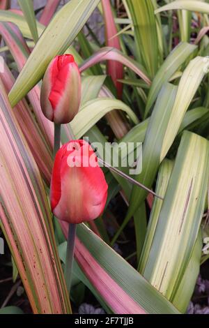 Tulipa ‘Mayflower’ Single Late 5 Mayflower Tulpe - Buffblumen, breite rote Ränder, blassgrüne Flamme, April, England, VEREINIGTES KÖNIGREICH Stockfoto