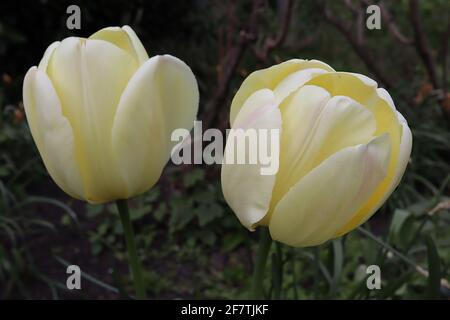 Tulipa ‘Ivory Floradale’ Darwin Hybrid 4 Ivory Floradale Tulpe – cremefarbene Blüten, gelbe innere Blütenblätter, April, England, Großbritannien Stockfoto