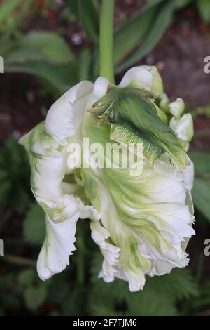 Tulipa gesneriana var dracontia ‘Weißer Papagei’ Papagei 10 Weißer Papageientulpe - gedrehte, cremig-weiße Blütenblätter, grüne Flammen, grüne Streifen, grüne Feder Stockfoto