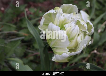 Tulipa gesneriana var dracontia ‘Weißer Papagei’ Papagei 10 Weißer Papageientulpe - gedrehte, cremig-weiße Blütenblätter, grüne Flammen, grüne Streifen, grüne Feder Stockfoto