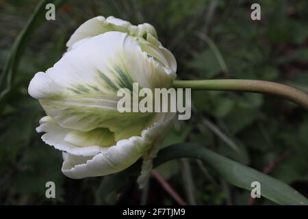 Tulipa gesneriana var dracontia ‘Weißer Papagei’ Papagei 10 Weißer Papageientulpe - gedrehte, cremig-weiße Blütenblätter, grüne Flammen, grüne Streifen, grüne Feder Stockfoto