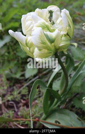 Tulipa gesneriana var dracontia ‘Weißer Papagei’ Papagei 10 Weißer Papageientulpe - gedrehte, cremig-weiße Blütenblätter, grüne Flammen, grüne Streifen, grüne Feder Stockfoto